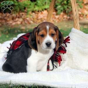 Bandit, Beagle Puppy