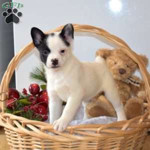 Bandit, French Bulldog Mix Puppy