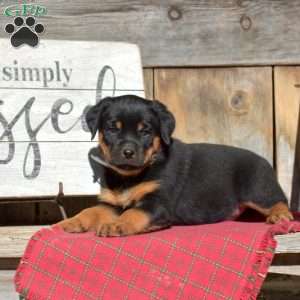 Bandit, Rottweiler Puppy