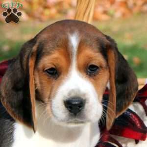 Bandit, Beagle Puppy