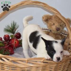 Bandit, French Bulldog Mix Puppy