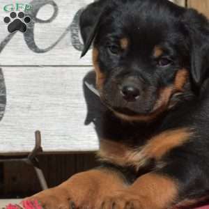 Bandit, Rottweiler Puppy