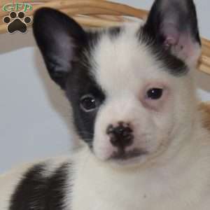 Bandit, French Bulldog Mix Puppy