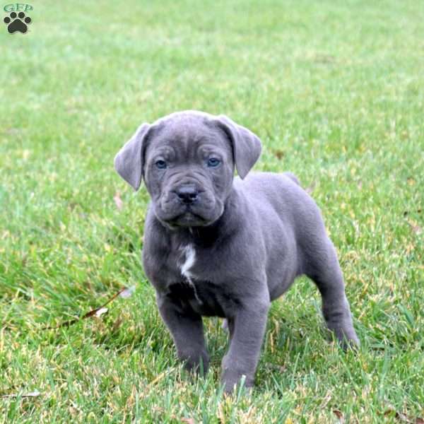 Bane, Cane Corso Puppy