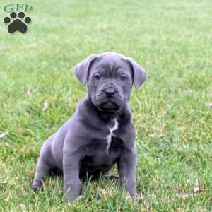 Bane, Cane Corso Puppy