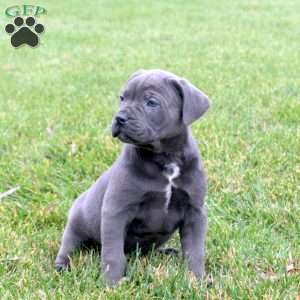 Bane, Cane Corso Puppy