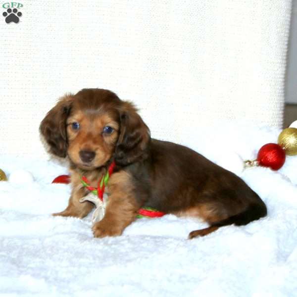 Banjo-MINI, Dachshund Puppy