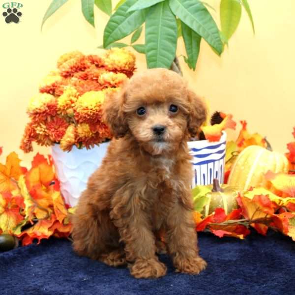 Barbie, Miniature Poodle Puppy