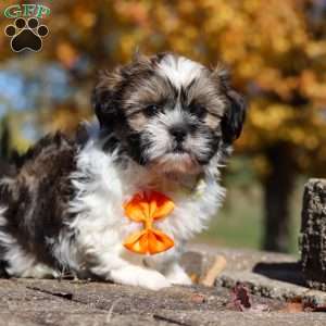 Baxter, Shih Tzu Puppy