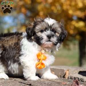 Baxter, Shih Tzu Puppy