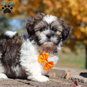 Baxter, Shih Tzu Puppy