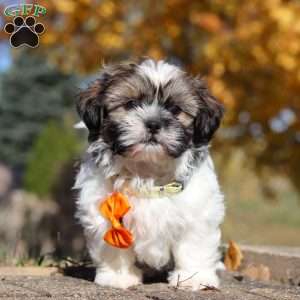 Baxter, Shih Tzu Puppy