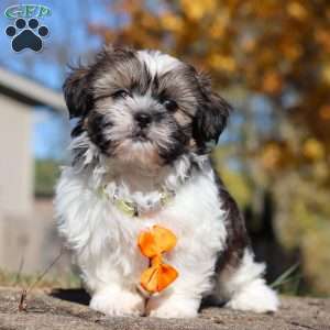 Baxter, Shih Tzu Puppy