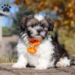 Baxter, Shih Tzu Puppy