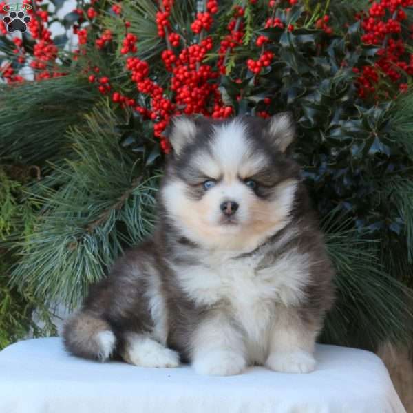 Baxter, Pomsky Puppy
