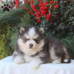 Baxter, Pomsky Puppy
