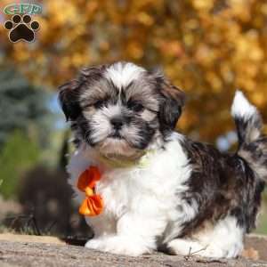 Baxter, Shih Tzu Puppy