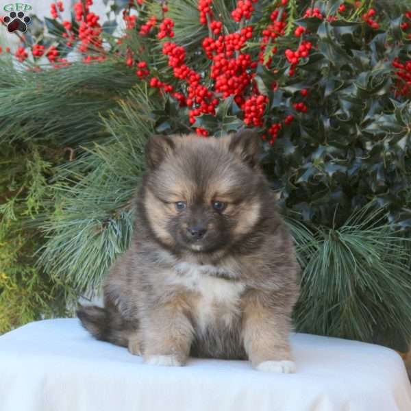 Baylee, Pomsky Puppy