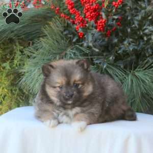 Baylee, Pomsky Puppy