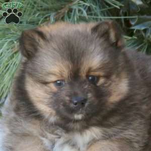Baylee, Pomsky Puppy