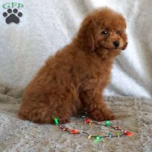 Bea, Toy Poodle Puppy