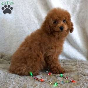 Bea, Toy Poodle Puppy