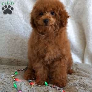 Bea, Toy Poodle Puppy
