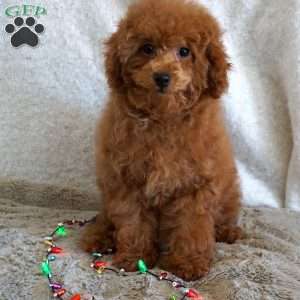 Bea, Toy Poodle Puppy