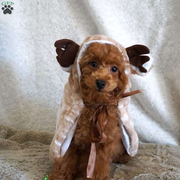 Bea, Toy Poodle Puppy