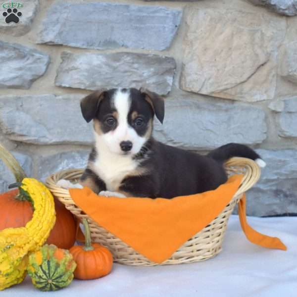 Bear, Pembroke Welsh Corgi Puppy