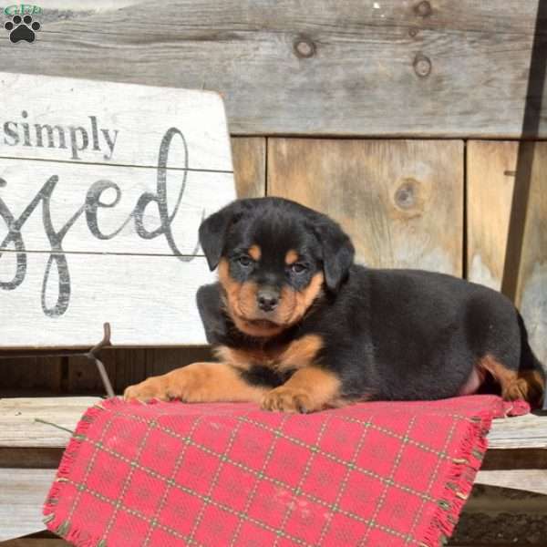 Bear, Rottweiler Puppy
