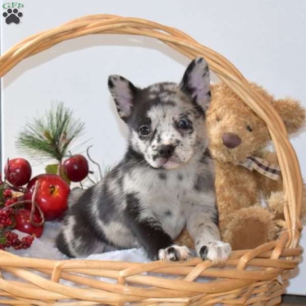 Bear, French Bulldog Mix Puppy