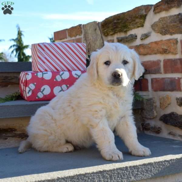 Bear, English Cream Golden Retriever Puppy