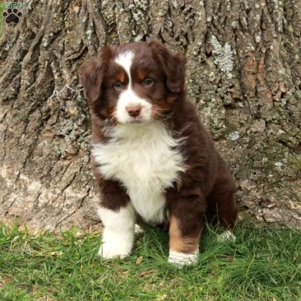 Bear, Australian Shepherd Puppy