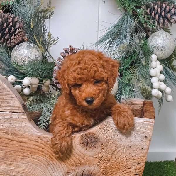 Bear, Miniature Poodle Puppy