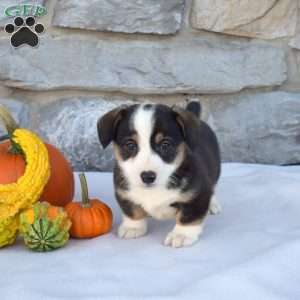 Bear, Pembroke Welsh Corgi Puppy