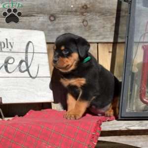 Bear, Rottweiler Puppy