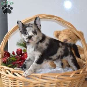 Bear, French Bulldog Mix Puppy