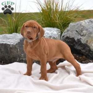 Bear, Vizsla Puppy