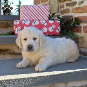 Bear, English Cream Golden Retriever Puppy