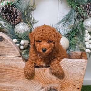 Bear, Miniature Poodle Puppy