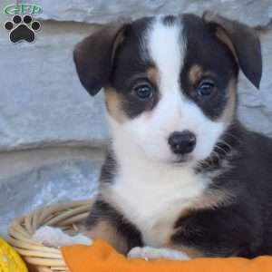 Bear, Pembroke Welsh Corgi Puppy