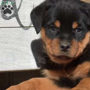 Bear, Rottweiler Puppy