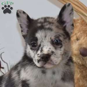 Bear, French Bulldog Mix Puppy