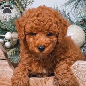 Bear, Miniature Poodle Puppy