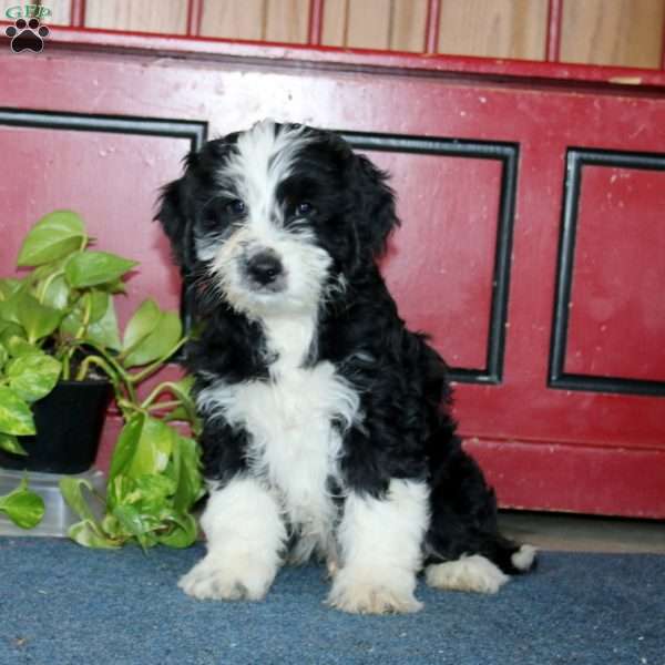 Bear, Bernese Mountain Dog Mix Puppy