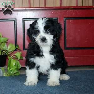 Bear, Bernese Mountain Dog Mix Puppy