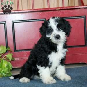 Bear, Bernese Mountain Dog Mix Puppy