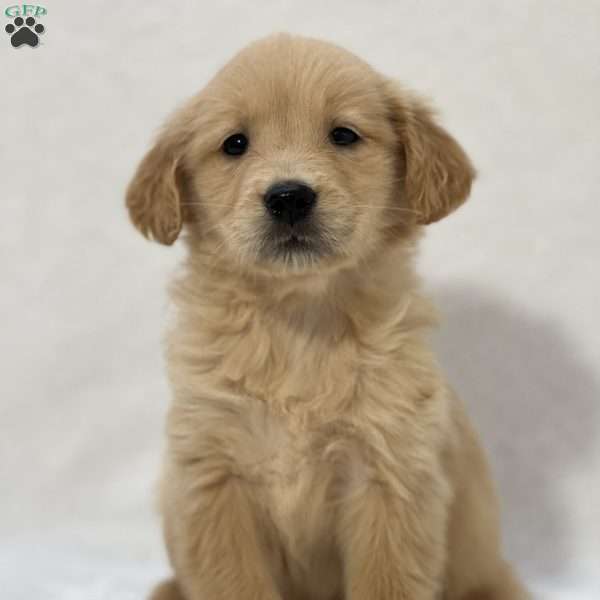 Beatrice, Golden Retriever Puppy