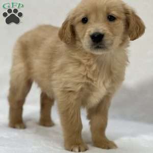Beatrice, Golden Retriever Puppy